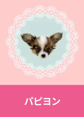 ポメラニアン - ペットハウスマリー ポメラニアン - ペットハウスマリー