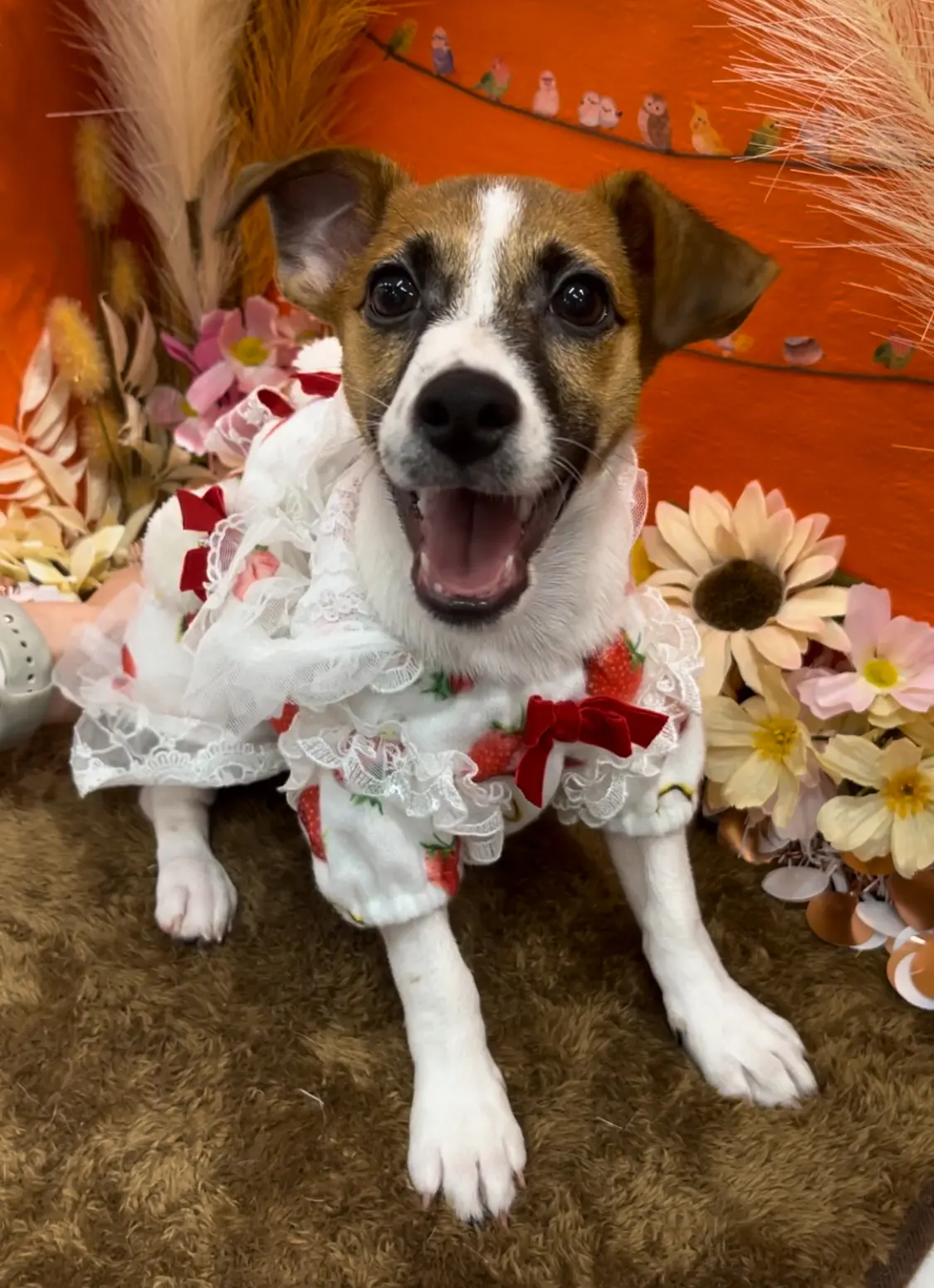 ジャックラッセルテリア - ペットハウスマリー