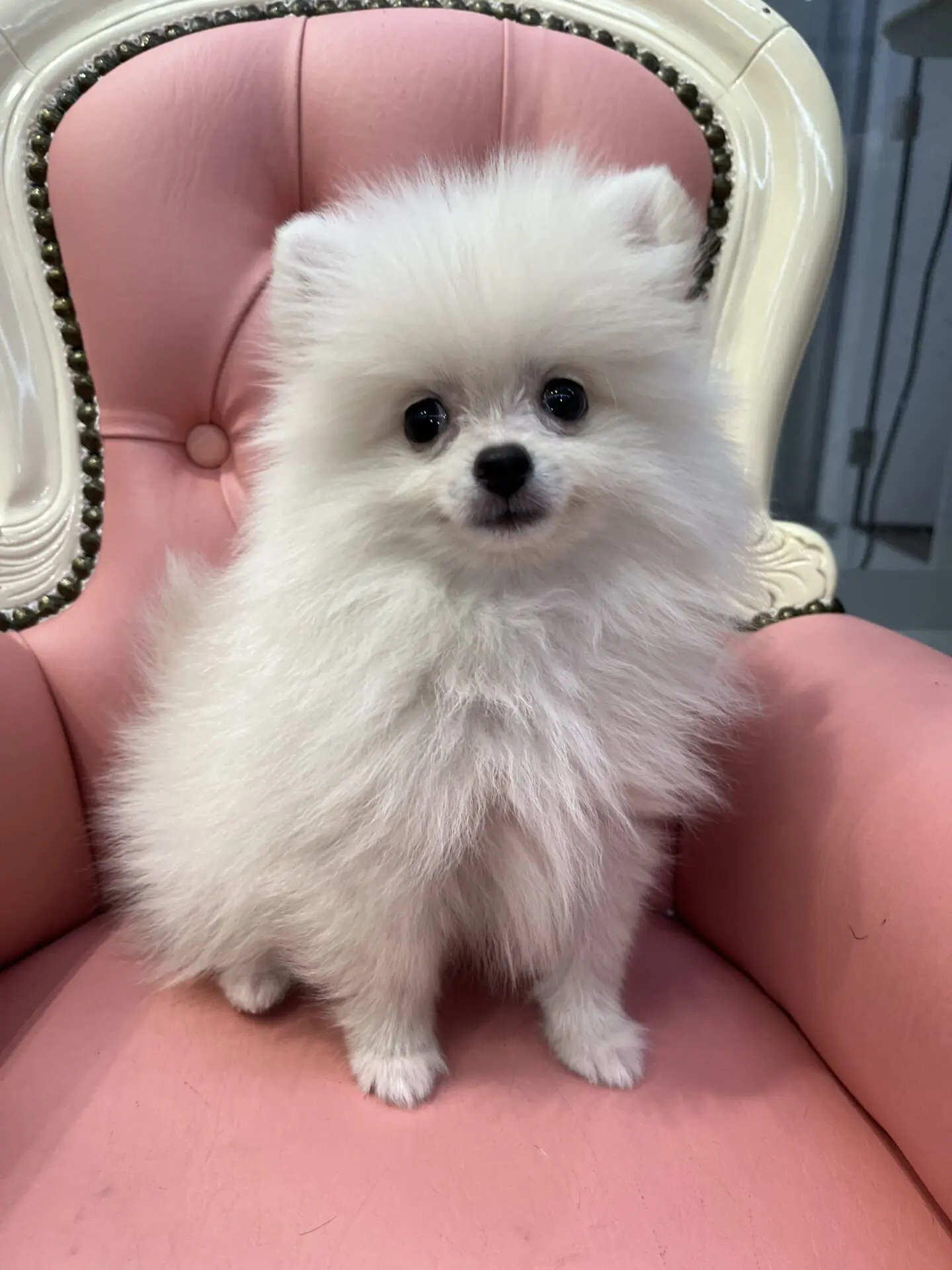 ポメラニアン - ペットハウスマリー