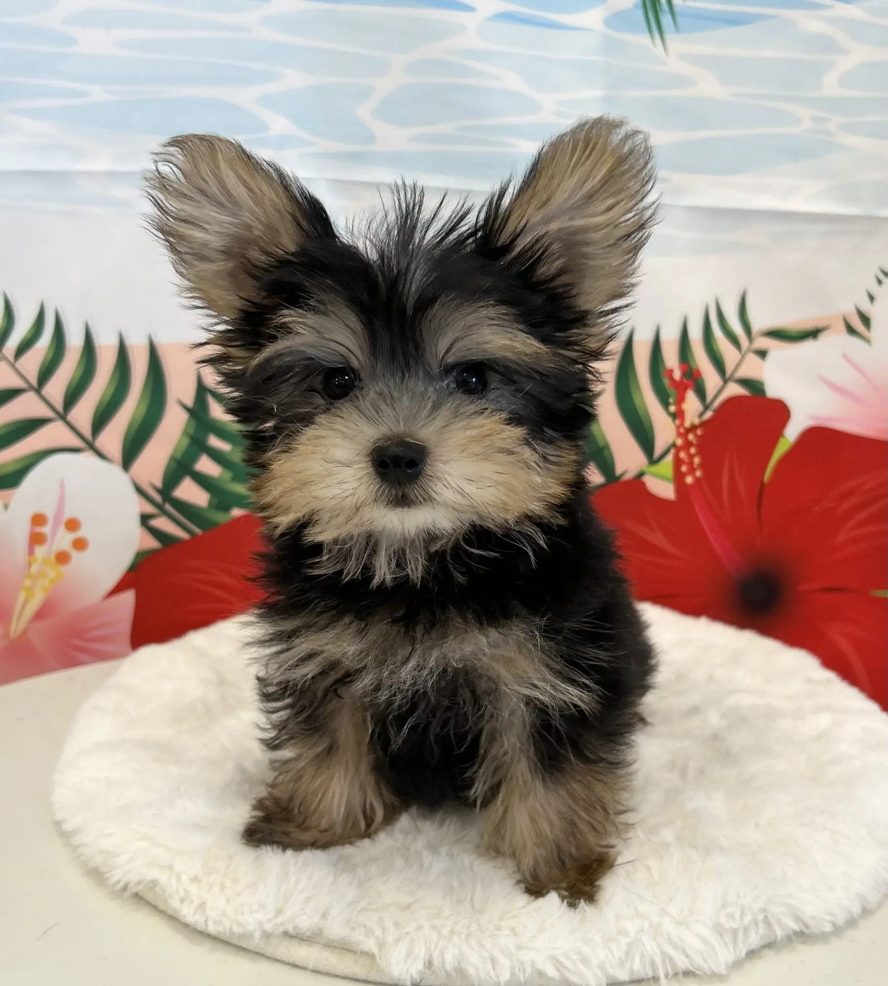 ペットハウスマリー | 広島県のペットショップ・サロン・ホテル